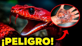 ⚠️ ¡LAS SERPIENTES MÁS VENENOSAS DEL MUNDO 🐍😨 ¡No Creerás Lo MORTALES Que Son [upl. by Rhu]