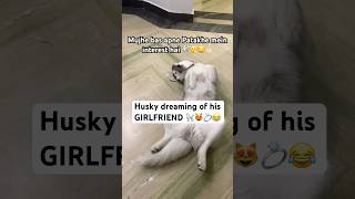 Husky dreams of his GIRLFRIEND 🐩😻 funnyhusky diwalivibes funnydog [upl. by Mendel215]