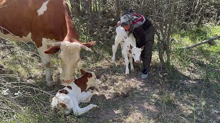 ISSIZ ORMANDA SİMENTAL İKİZ BUZAĞILAR DOĞMUŞ [upl. by Hillie]