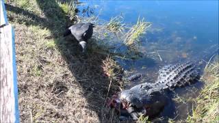 Gator eats turtle [upl. by Cosette]