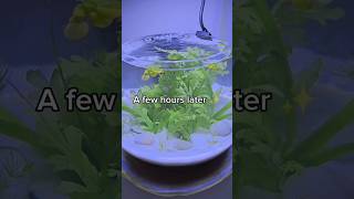 First fishbowl to create ✨️ aquariam aquariumplants plantedtank snail tropicalfish fish [upl. by Norrie]