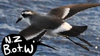 Kermadec storm petrel  New Zealand Bird of the Week [upl. by Nitin69]