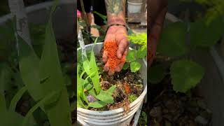 Como hacer abono casero para las plantas con la pepita de aguacate shorts [upl. by Dnalrah]