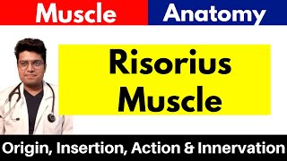 Risorius Muscle  Origin Insertion Action amp Innervation  in Hindi [upl. by Rainger]