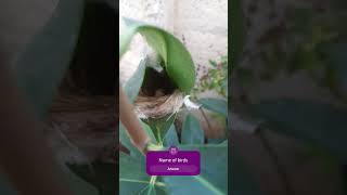 birds birdsnest பறவைகள் பலவிதம்🦜🐦🕊 support and subscribe [upl. by Beckett]