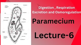 ParameciumDigestionRespirationExcretionOsmoregulation Full explanation bsczoology paramecium [upl. by Adlar]