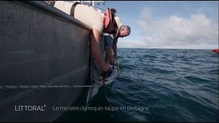 Littoral Le mystère du requintaupe en Bretagne [upl. by Orimlede]