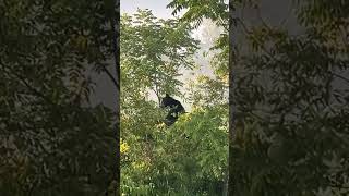 Cades cove Tennessee cadescove tennessee viral blackbears bear [upl. by Bordy]