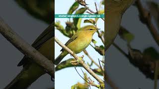 The Chiffchaffs Singlesyllable Call  Bird Sounds shorts [upl. by Oswald]