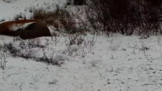 Rock ptarmigans at Polar Bear Tundra Buggy Lodge  South Polar Bears International  exploreorg [upl. by Fania225]