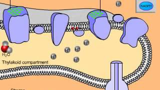 Light Dependant Reactions of Photosynthesis ALevel A2 Biology [upl. by Leonard452]