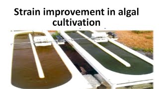 STRAIN IMPROVEMENT IN ALGAL CULTIVATION [upl. by Treharne613]