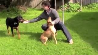 Dog Aggression Towards Other Dogs Put a Stop to Dominant Behavior amp Dog Aggression NOW [upl. by Nosyaj716]