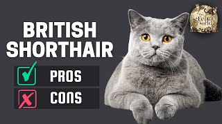 British Shorthair Cat The Pros amp Cons of Owning One [upl. by Neenwahs632]