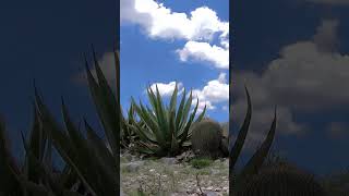 Cerro de San Pedro San Luis Potosí México [upl. by Dallon]