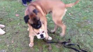 bullmastiff VS bulldog [upl. by Malanie1]