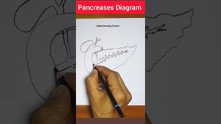 How to draw Pancreases shorts short pancreas [upl. by Flanders49]