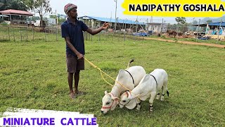 Miniature cattle  Shortest Cows Breed  Nadipathy Goshala farm cow vlog indiancow [upl. by Timrek]