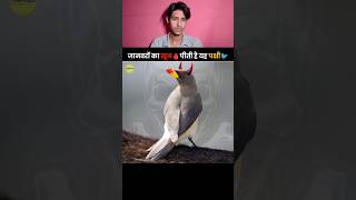 Facts about Oxpecker Bird 🐦  khoon pine wali chidiya 🐦😱  facts created by TheFact 😊 facts [upl. by Musser]