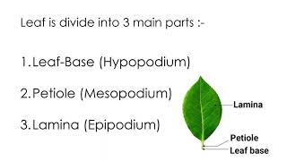 Leaf parts of leaf leaf base petiole lamina [upl. by Eskill]