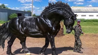 Most Powerful Horse Breed in the world [upl. by Peter578]