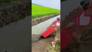 Raising loaches in rice fields  placement of loach seedlings [upl. by Diehl96]