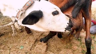 Goat feeding milk  daily vlog of milking goat 🐄🐐 [upl. by Northrop857]