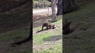 The kangaroo threw upshorts animals kangaroo rescue [upl. by Gaulin860]