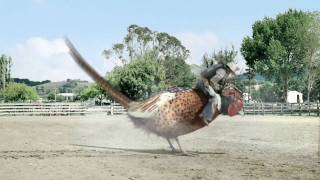 drench pheasant rodeo ad official [upl. by Acissehc949]