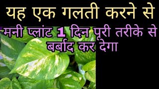 चाहे कुछ भी हो जाए मनीप्लांट में एक गलती ना होने दें वरना पूरा घर होगा कंगाल money plant care [upl. by Petunia]