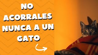 No Acorrales Nunca A Un Gato El Gran Secreto [upl. by Benedicta]