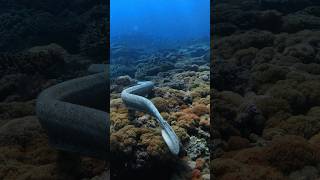 australianadventures scubadiving australia wildlifeanimals aquaticmarvels greatbarrierreef [upl. by Stefano733]