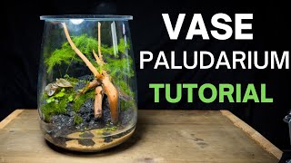 How To Make a Paludarium From a Vase Step by Step Guide [upl. by Cohl]