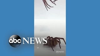 Scientists turn dead spiders into mechanical grabbers l ABC News [upl. by Yedorb]