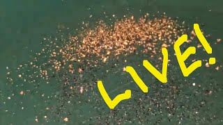 Dahlonega Georgia LIVE GOLD PANNING goldprospecting [upl. by Downs]