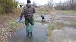 Mantrailing  Black and Tan Coonhound Dog [upl. by Ynneh216]