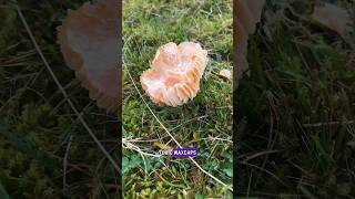 Foraging for Waxcap mushrooms in late Autumn and early Winter [upl. by Gaulin]