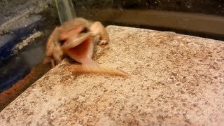 Wood Frog Eats a Mealworm in Slow Motion HD [upl. by Rossy939]