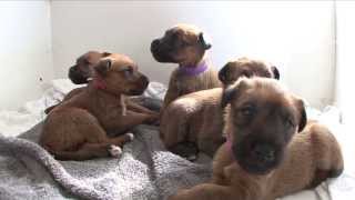 Irish Terrier Puppies  age 4 weeks [upl. by Ahoufe997]