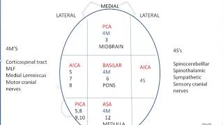 Neurology lesions for USMLE [upl. by Chevalier603]