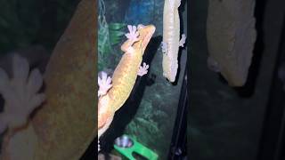 What do our geckos do while we sleep gecko reptiles lizard [upl. by Ylerebmik]