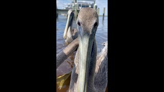 Ever heard a Pelican Talk This one does [upl. by Neruat690]