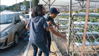 CURI STRAWBERRY DEKAT CAMERON HIGHLAND [upl. by Ahseikram]