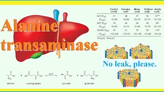 alanine transaminase [upl. by Rizan]