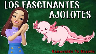 🌊El Ajolote La Maravilla Acuática de México 🇲🇽✨ [upl. by Strage946]