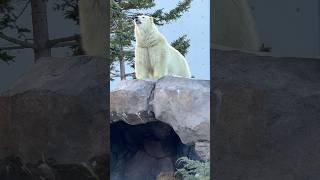 cute polar bear in Japan animals lover Maruyama zoo in Sapporo [upl. by Fredric]