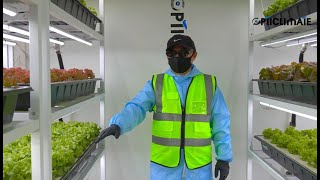 OptiClimatefarm innovative indoor farm growing facility [upl. by Hsan]