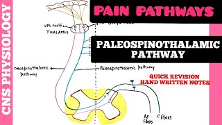 PAIN PATHWAYS  1  Paleospinothalamic Pathway  CNS  Physiology [upl. by Nhguahs356]