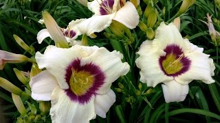 Best Perennial Hemerocallis Pandoras Box Daylily [upl. by Kcirdderf]