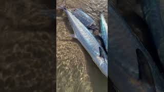 Two and Half king Spanish mac fishing okuma angler beach beachfishing doha [upl. by Mika]